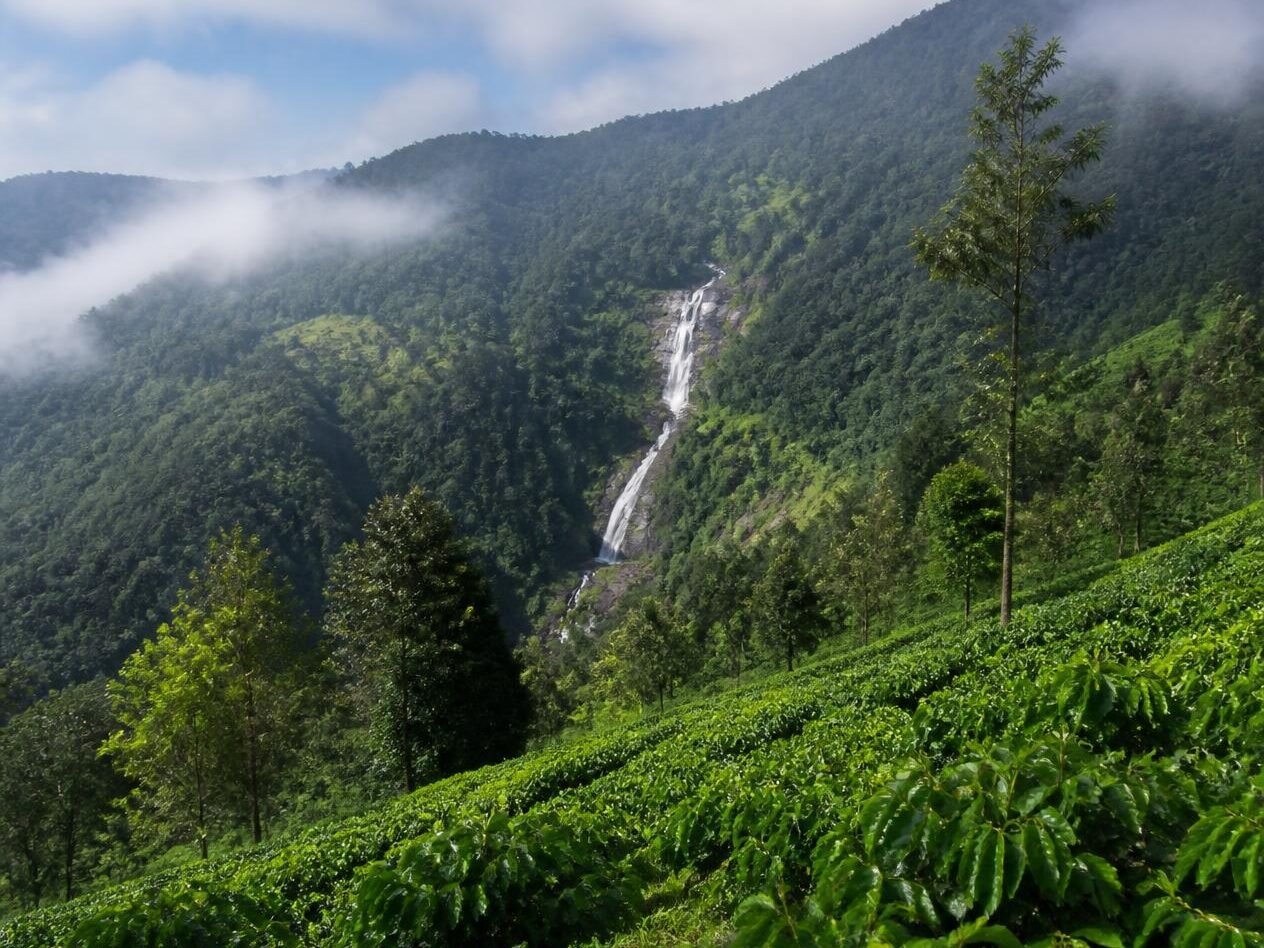 a realistic scenic photo of coorg, karnataka, featuring lush coffee plantations, misty green hills, a waterfall, and a bright natural landscape